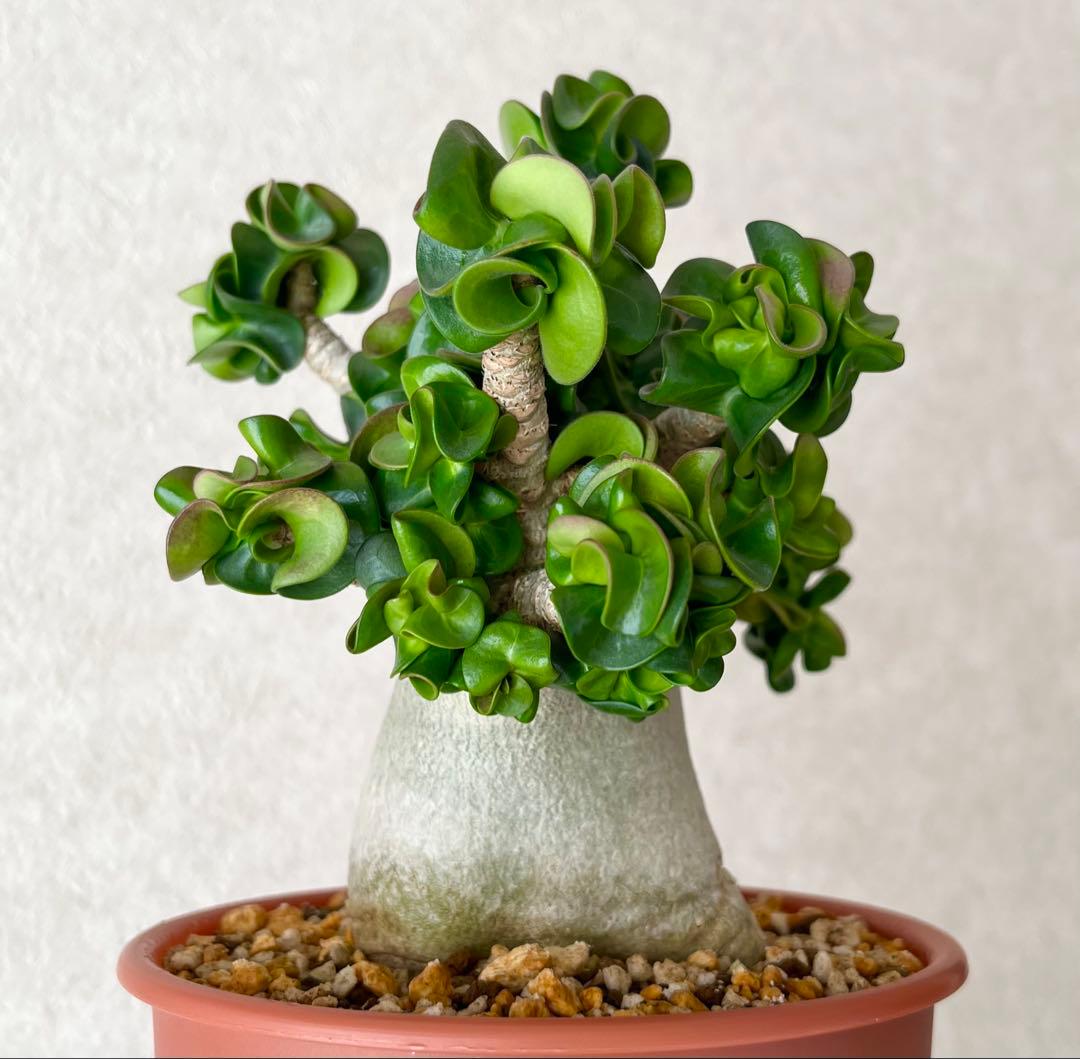 【激レア/獅子葉/アデニウム/極美】ドーセットホーン アデニウム 鉢植え①