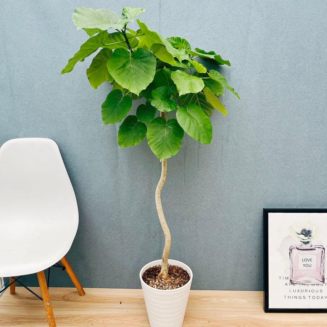 ［現品］4番　フィカス　ウンベラータ　8号　観葉植物　室内　大型　ゴムの木　人気