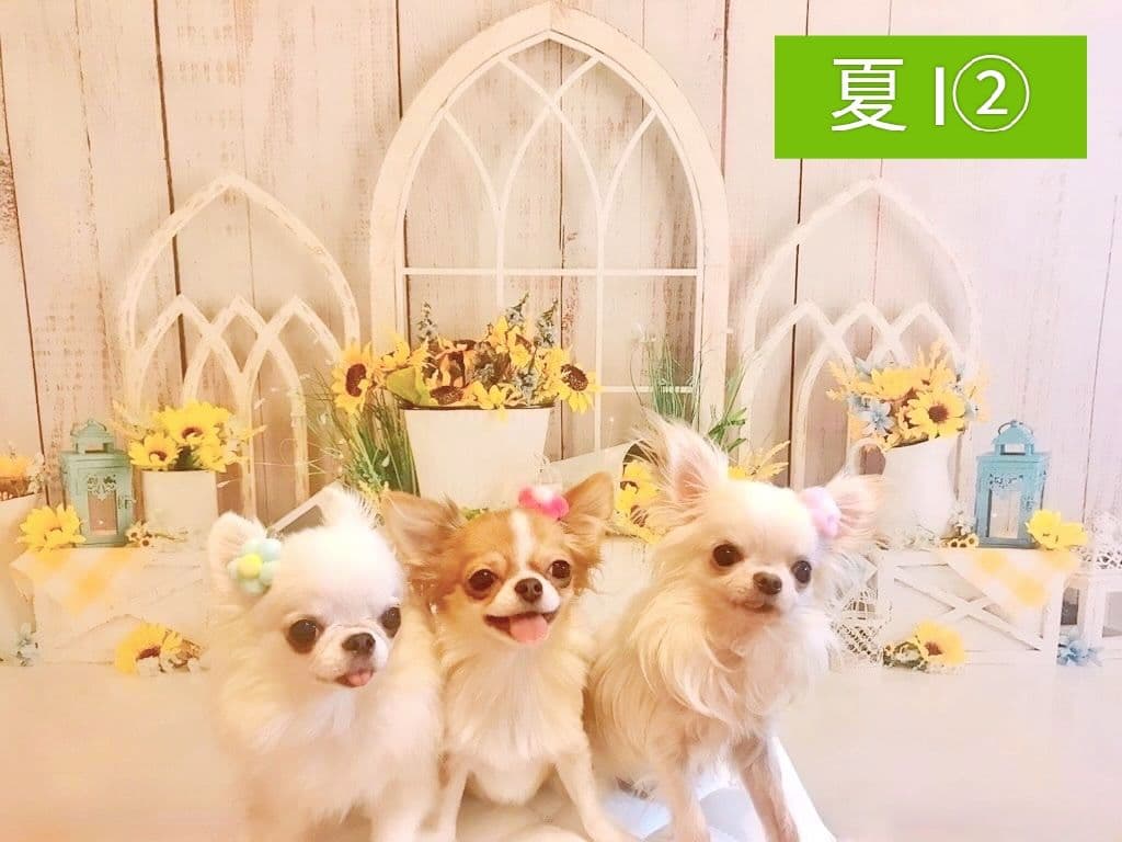 背景布夏BA②　キッズ、ペット、7,8月撮影用フォトブース　サーフィン　ピンク