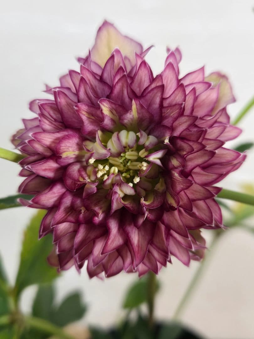 ☆クリスマスローズ☆多弁　変わり咲き☆4.5号鉢☆