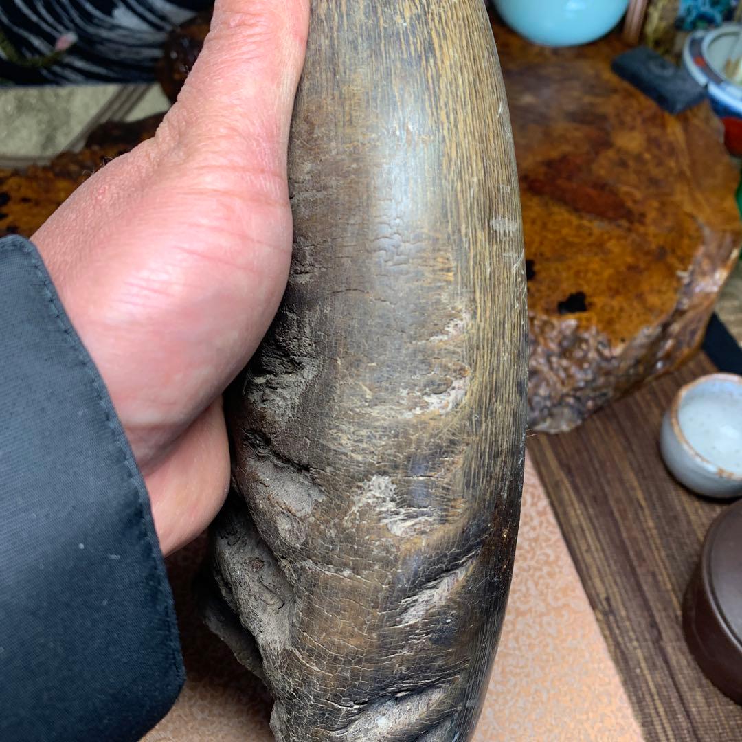 に*ょ様 稀少牛の角置物