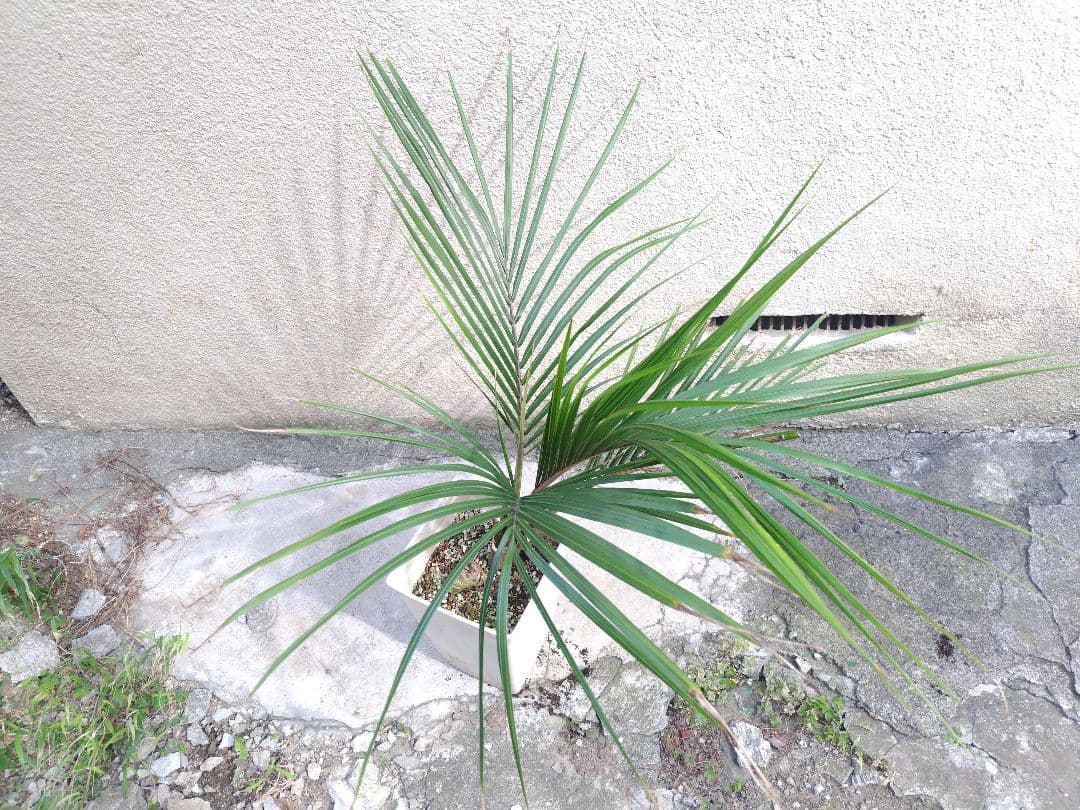 シアッツ　Rhopalostylis sapida　ニカウヤシ