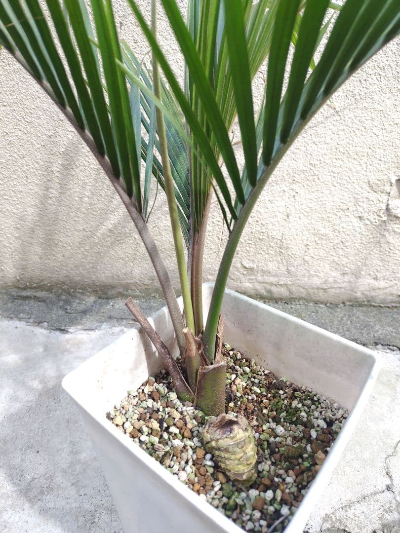 シアッツ　Rhopalostylis sapida　ニカウヤシ