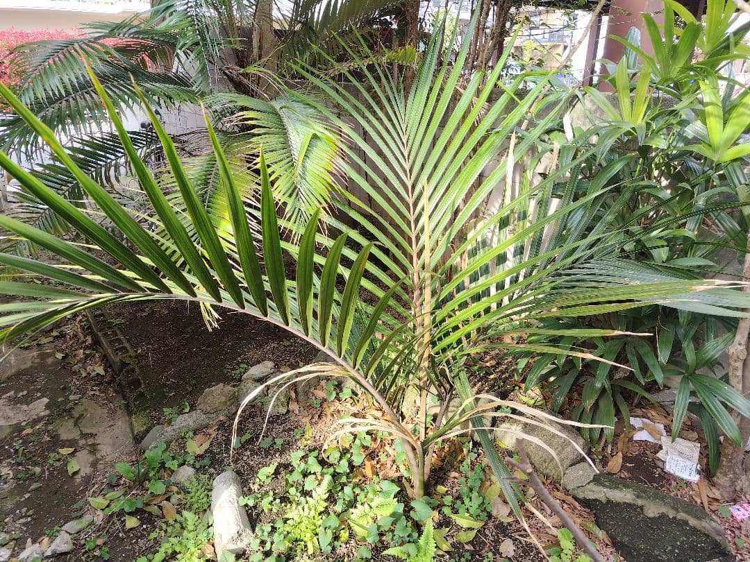 シアッツ　Rhopalostylis sapida　ニカウヤシ