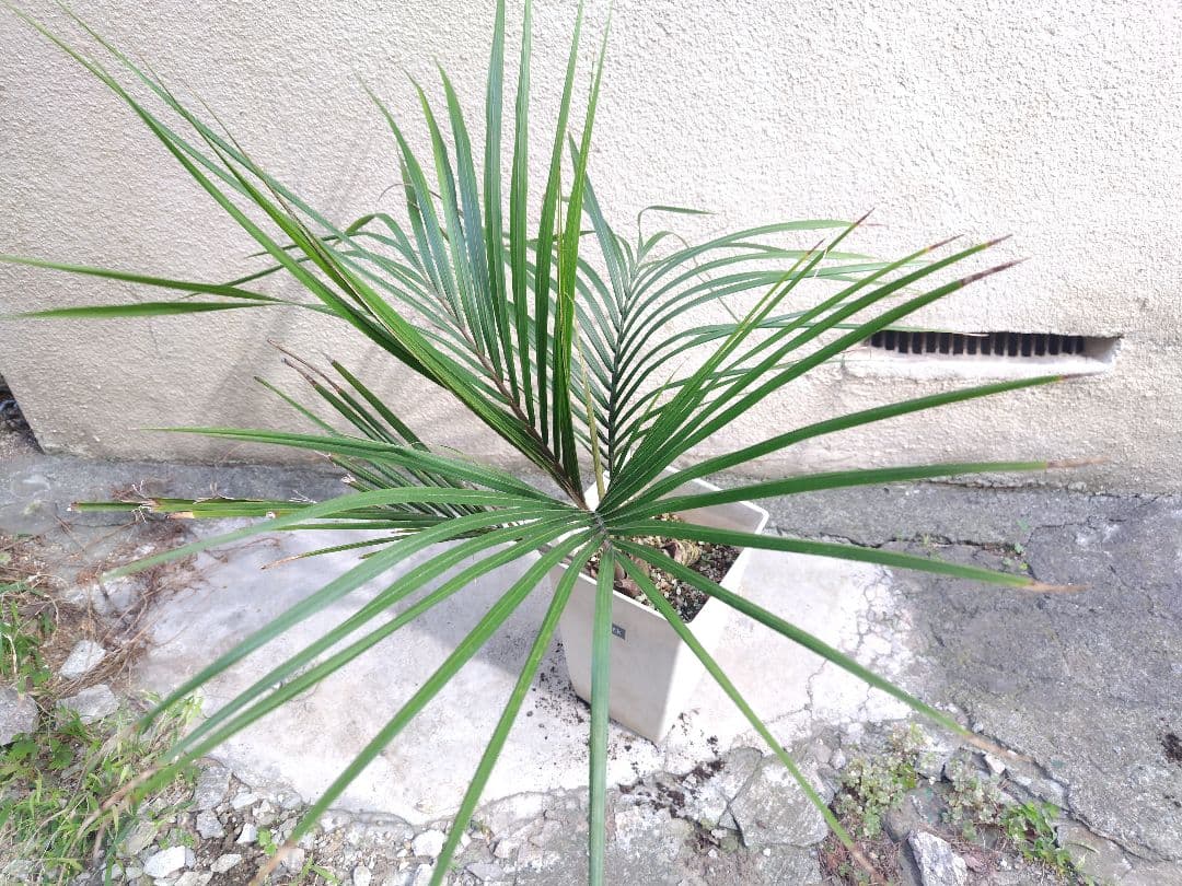 シアッツ　Rhopalostylis sapida　ニカウヤシ