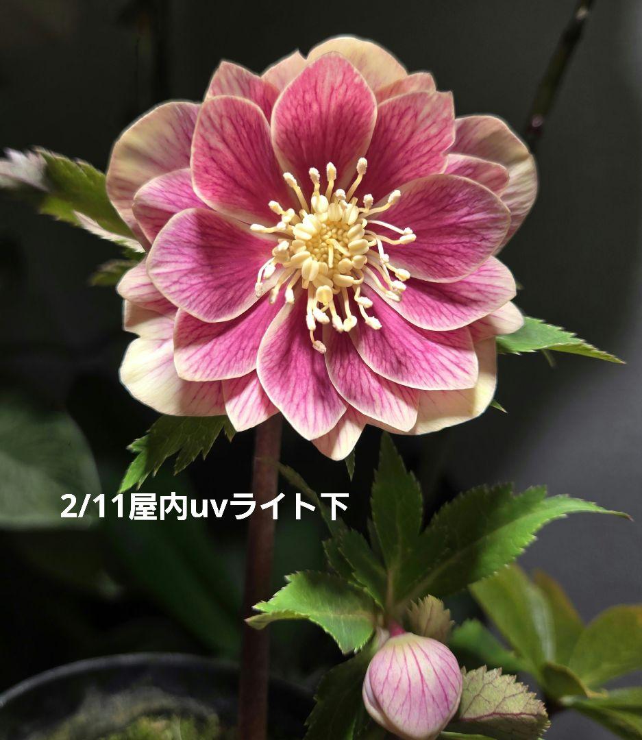 未株分　認定ソレイユd d 　広瀬園芸　クリスマスローズ