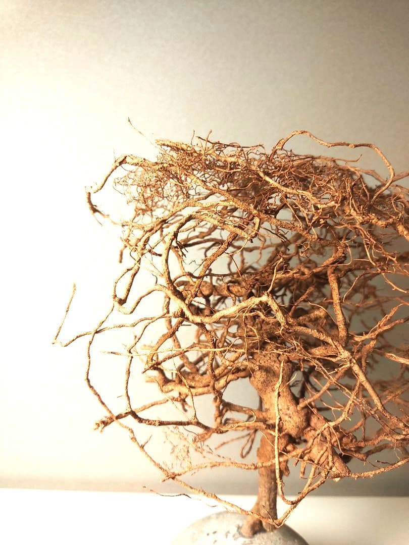 百貨店■2.7万円■観葉植物 オブジェ■KON by BULBOUS■MOTON