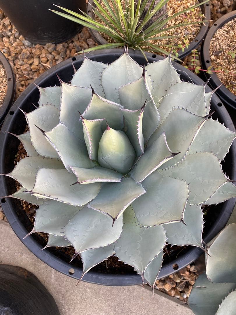 アガベ　姫吉祥天