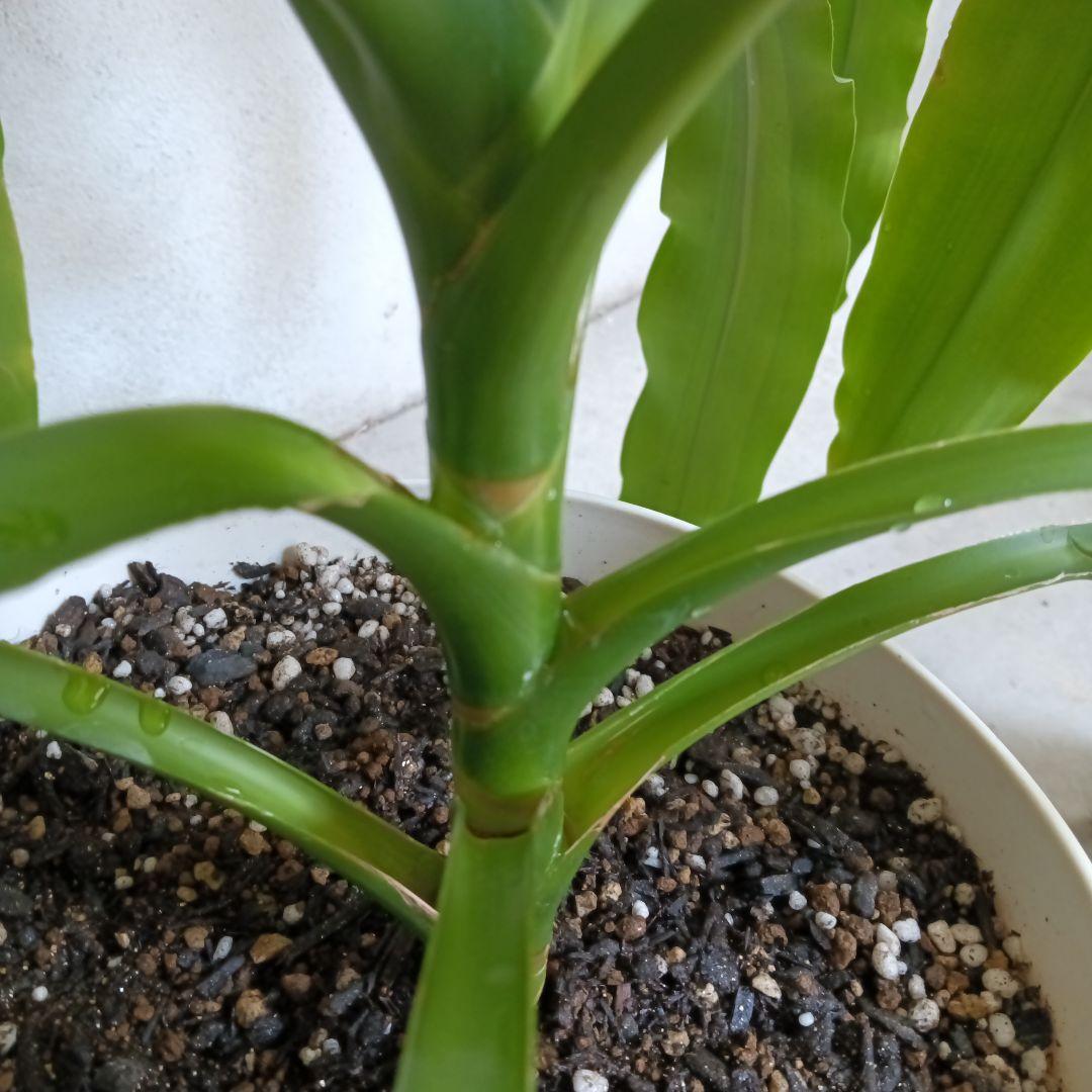 観葉植物 ストライプ模様の葉　幸福の木　ドラセナ　マッサンゲアナ
