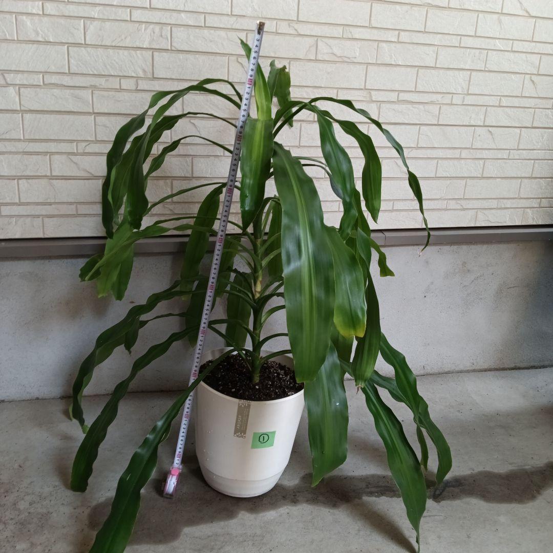 観葉植物 ストライプ模様の葉　幸福の木　ドラセナ　マッサンゲアナ