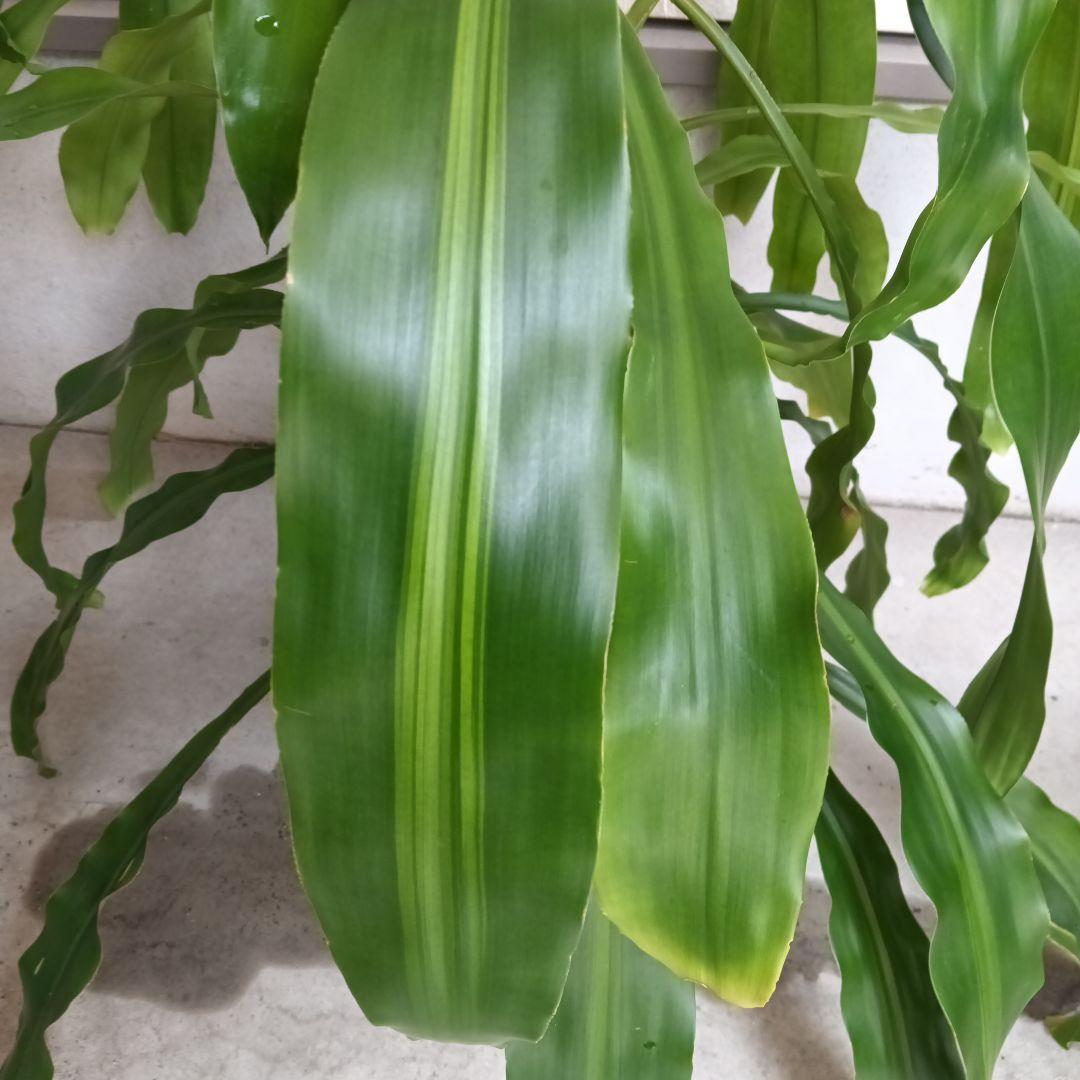 観葉植物 ストライプ模様の葉　幸福の木　ドラセナ　マッサンゲアナ