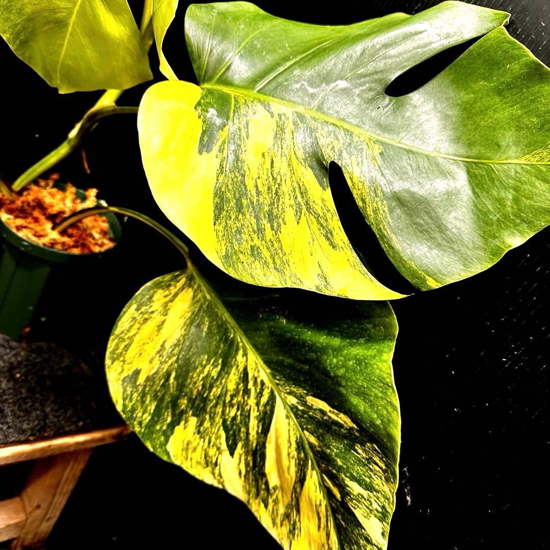 ☆*☆様 斑入りモンステラボルシギアナオーレア黄斑56㎝鉢植え/検索→イエローマ