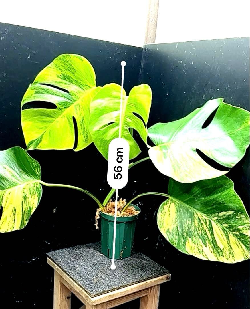 ☆*☆様 斑入りモンステラボルシギアナオーレア黄斑56㎝鉢植え/検索→イエローマ