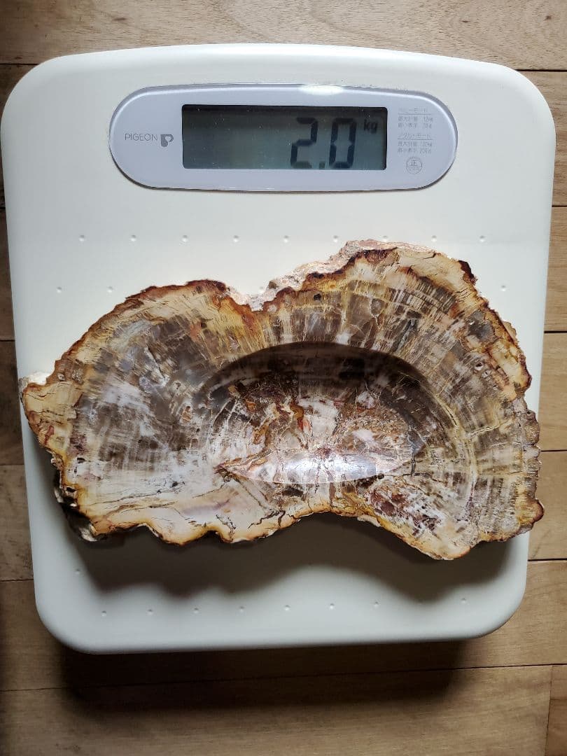 ブラジル産 珪化木 天然石 古生代末期ペルム紀 原石 植物 化石