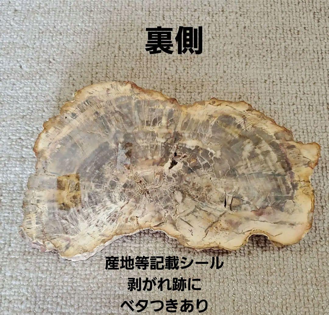 ブラジル産 珪化木 天然石 古生代末期ペルム紀 原石 植物 化石