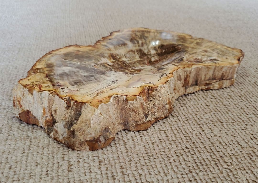 ブラジル産 珪化木 天然石 古生代末期ペルム紀 原石 植物 化石