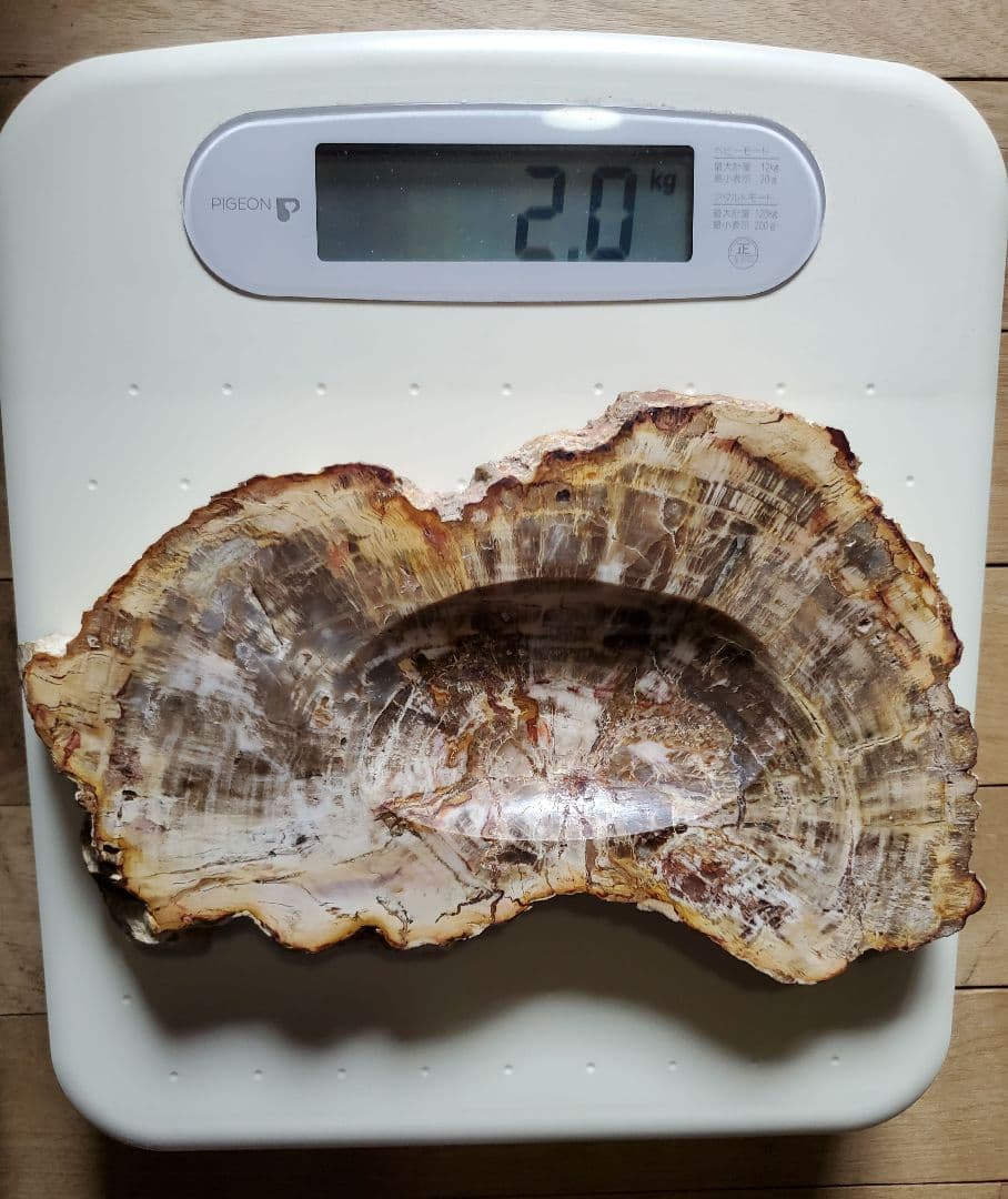 ブラジル産 珪化木 天然石 古生代末期ペルム紀 原石 植物 化石