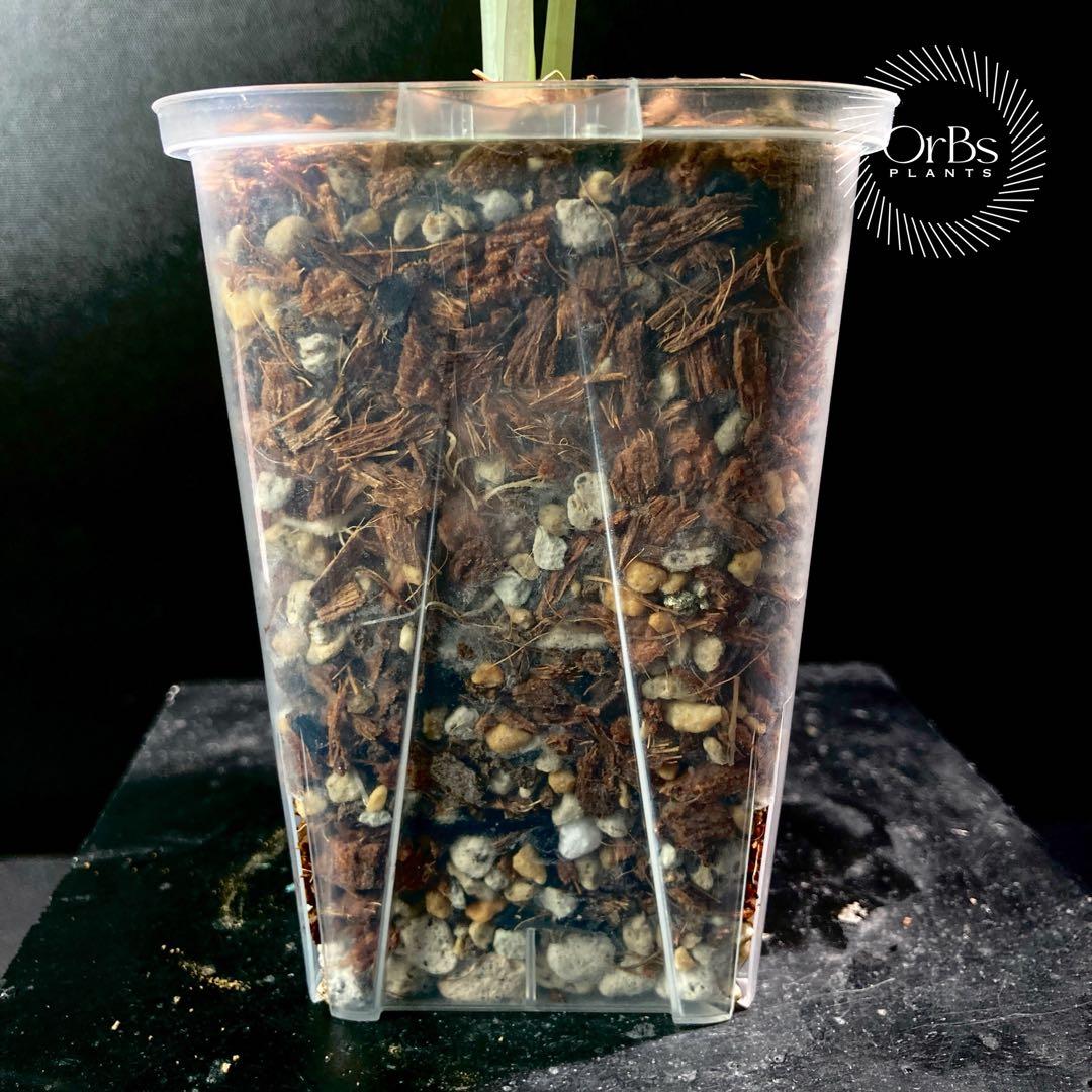 【特価出品】アロカシア マハラニ アルボ斑入り ヴァリエガータ ※鉢のまま発送