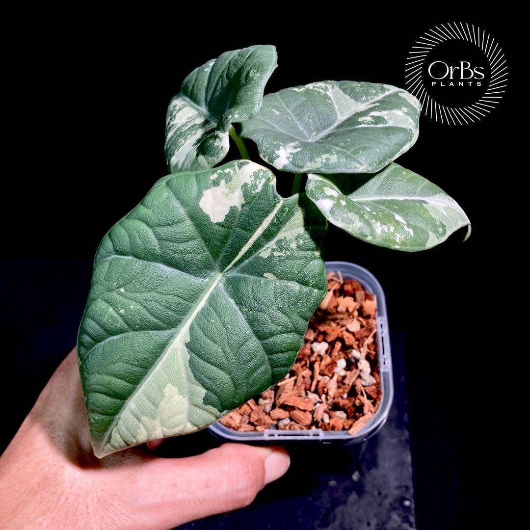 【特価出品】アロカシア マハラニ アルボ斑入り ヴァリエガータ ※鉢のまま発送