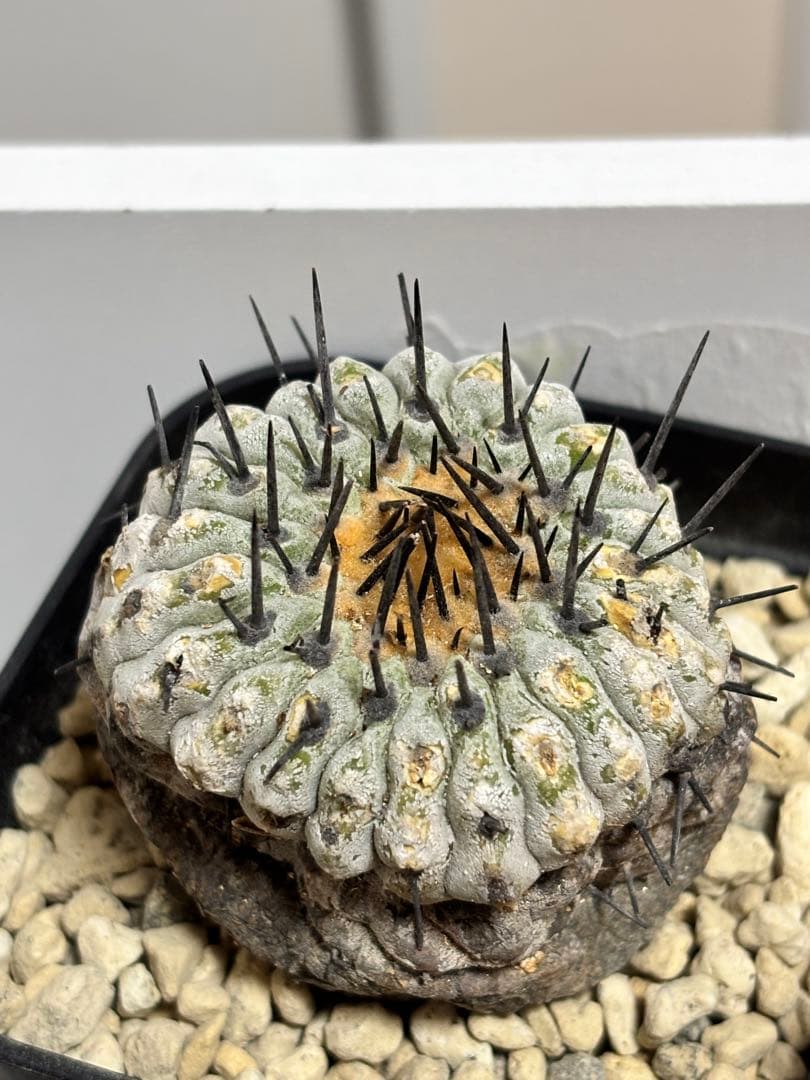 発根済　コピアポア コルムナアルバ Copiapoa 孤竜丸　黒王丸　シネレア2