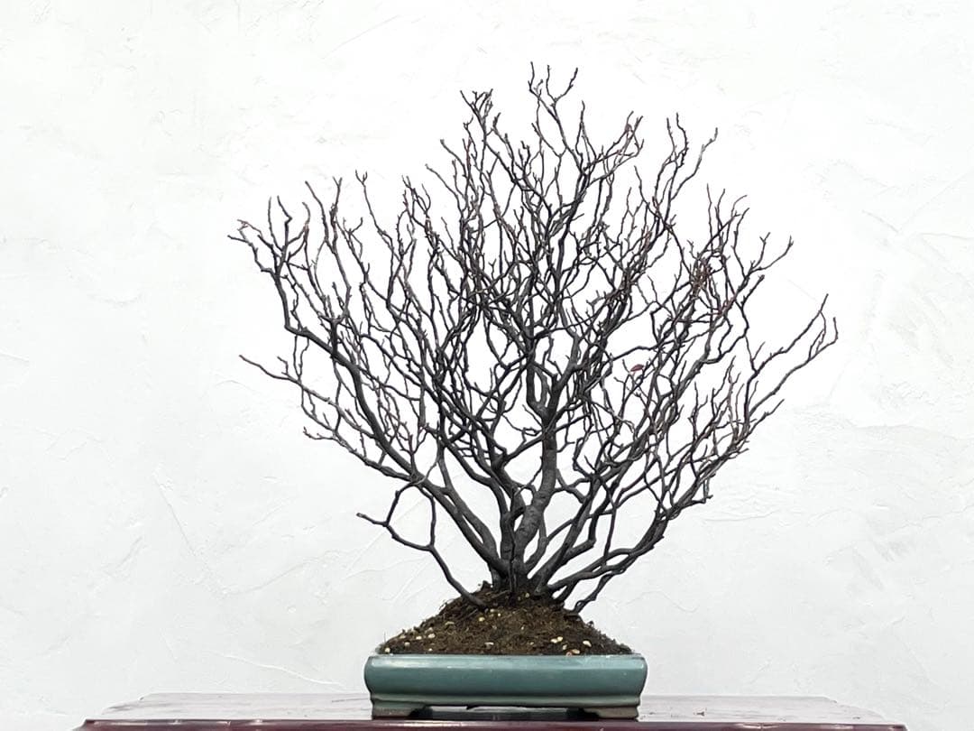 三河盆栽　ヒメズイナ　盆栽