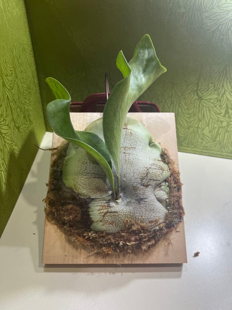 P.Hillii .Dragon OC②| ヒリー　ドラゴン　板付