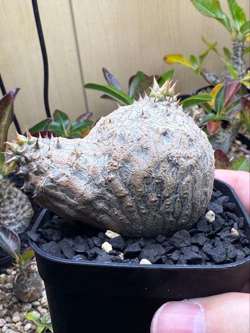 パキポディウム ウィンゾリー 実生 31