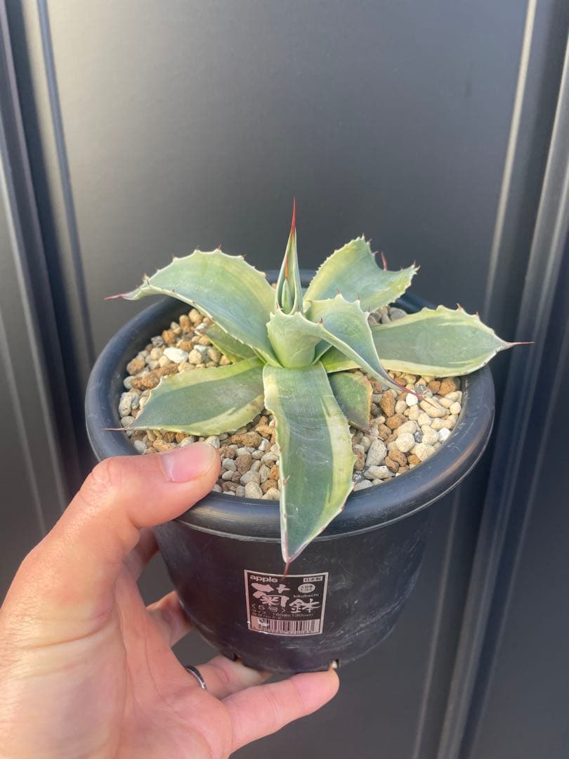 アガベ　オバティフォリア　オルカ　鉢のままメルカリ便発送