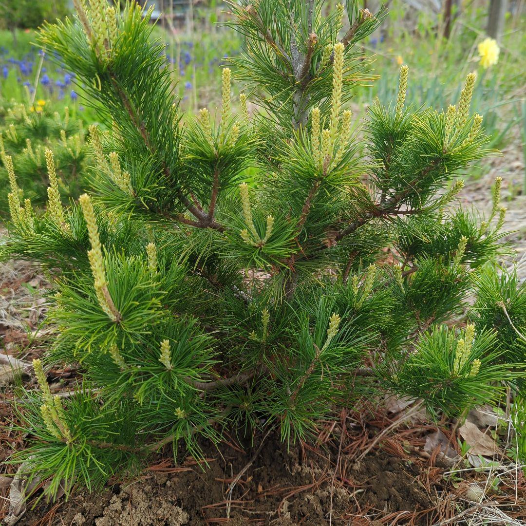 五葉松　産地直送　実生　7年