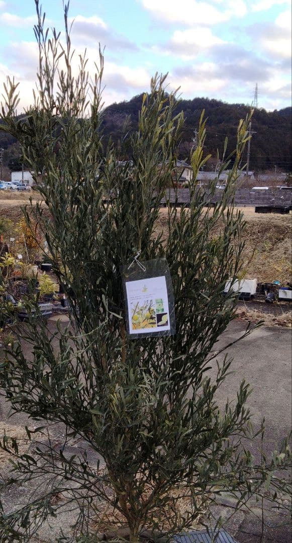 デザートライム