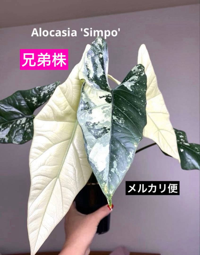 【超希少‼️美株✨】アロカシア　シンポ　アルボ　斑入り　白斑　レア　人気メルカリ便