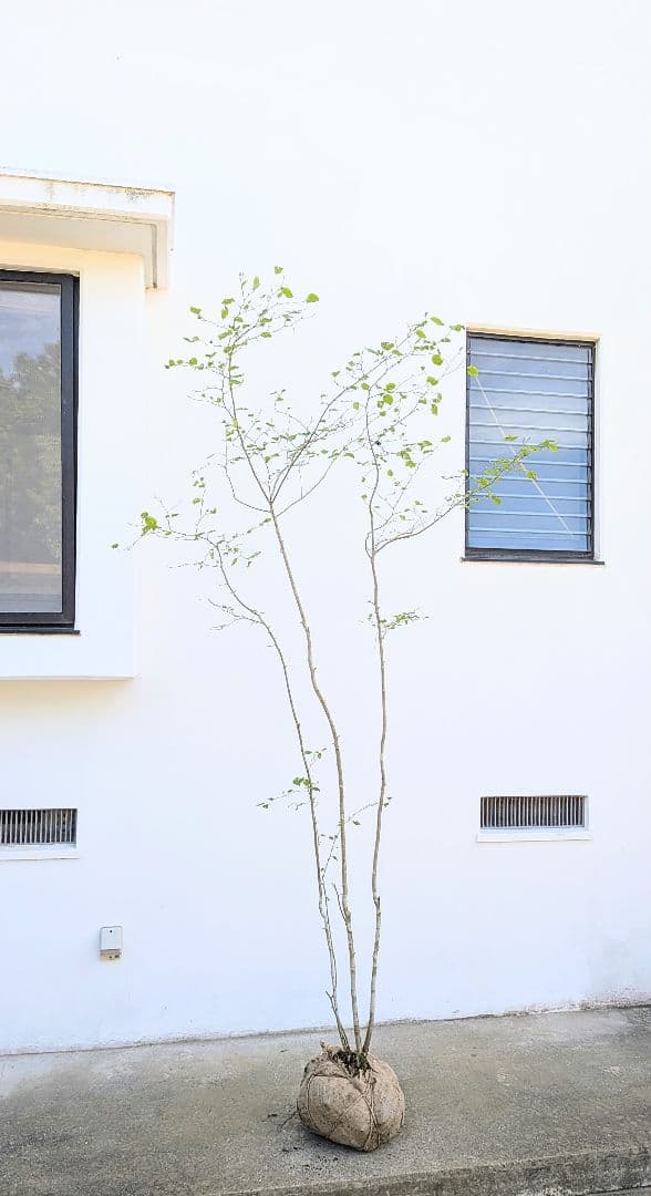 超逸品！山採りアオハダ。