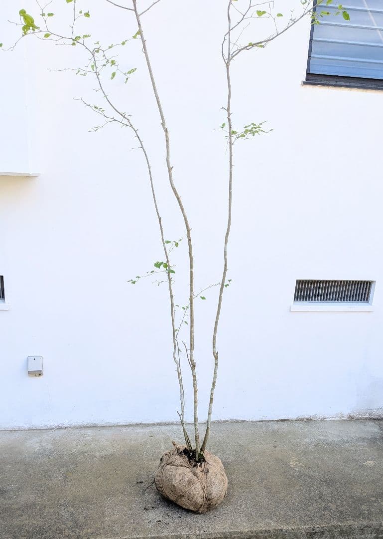 超逸品！山採りアオハダ。