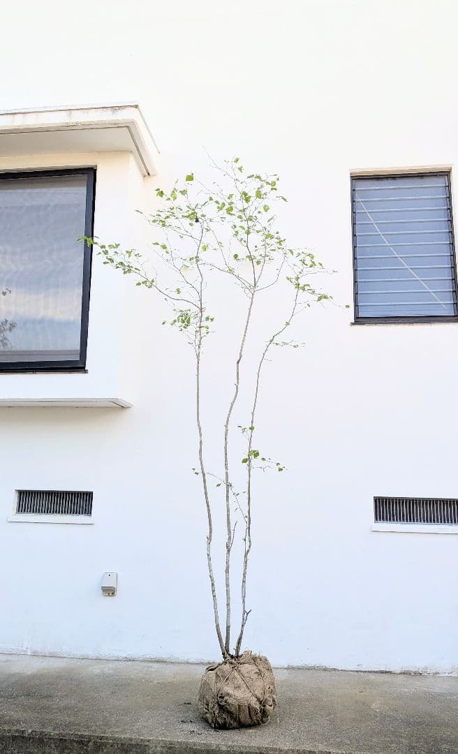 超逸品！山採りアオハダ。