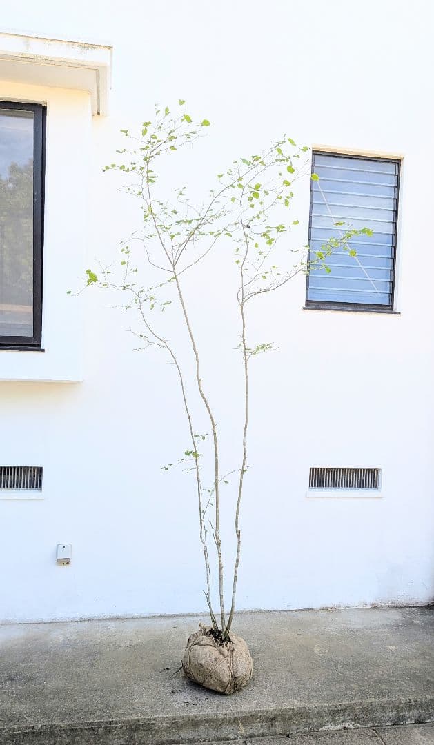 超逸品！山採りアオハダ。