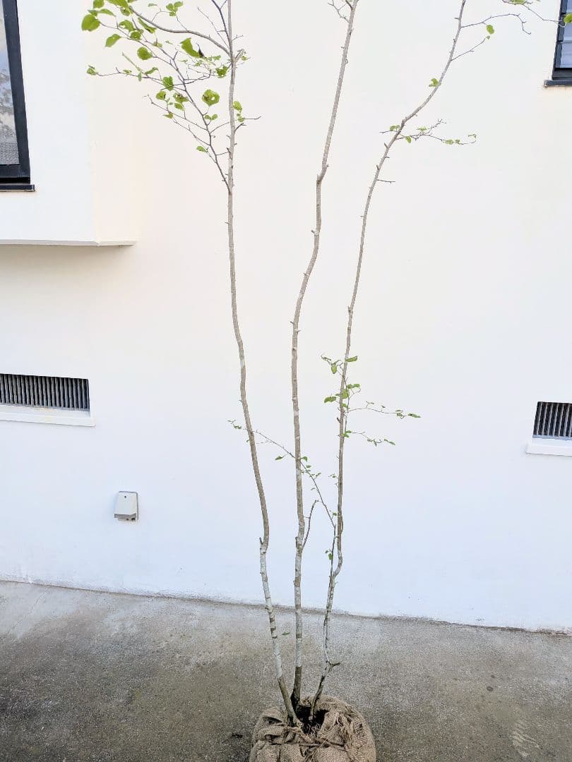 超逸品！山採りアオハダ。