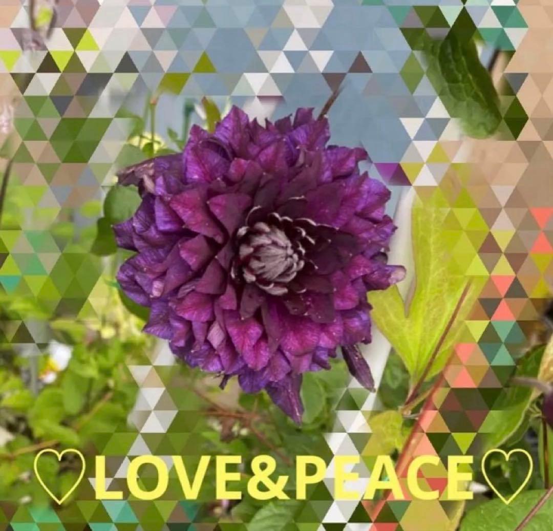 クレマチス　超超希少！！　濃い暗い紫　　挿木苗　小苗　1苗限り