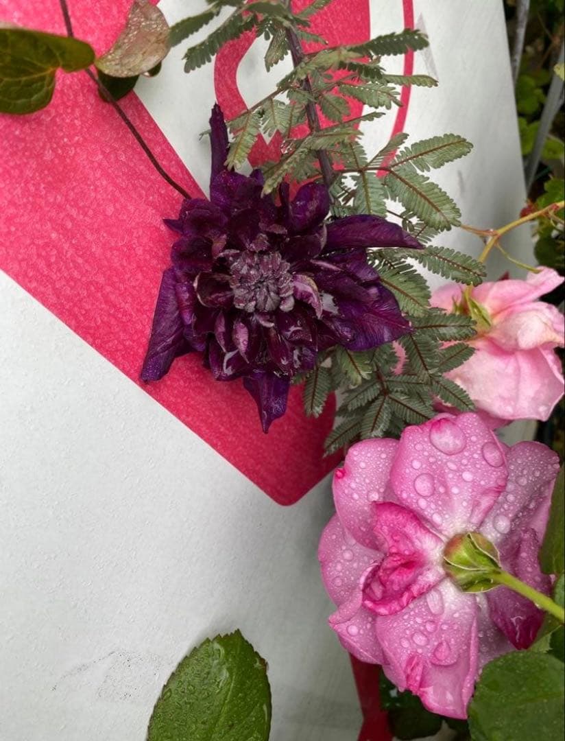 クレマチス　超超希少！！　濃い暗い紫　　挿木苗　小苗　1苗限り