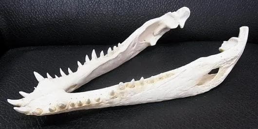 貴重！★迫力サイス！45ｃｍ ナイルワニ （Nile crocodile） 頭骨