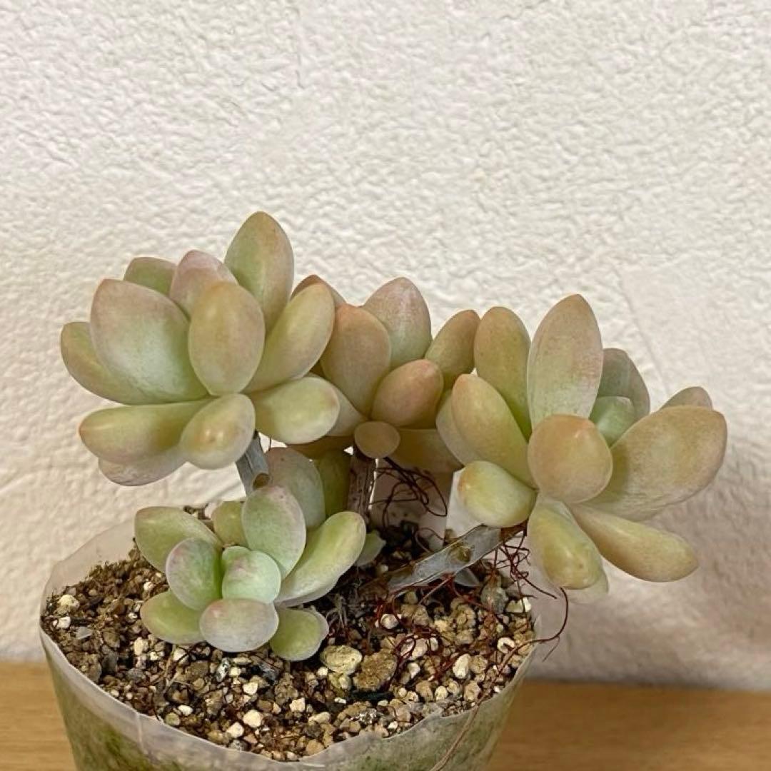 多肉植物　洛神　VERVEさん