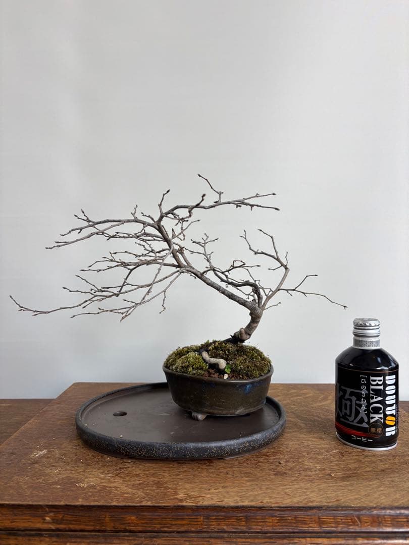 老爺柿　雄木　盆栽