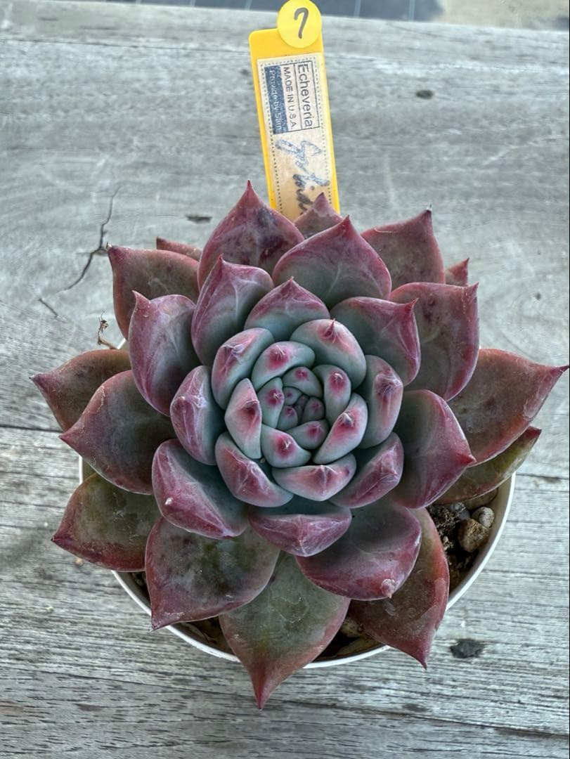7 希少　SAMリンゼアナNo.6 カリフォルニア輸入　多肉植物