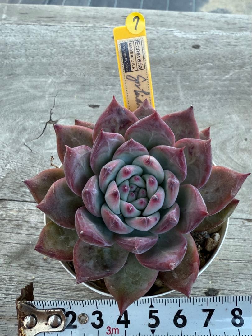 7 希少　SAMリンゼアナNo.6 カリフォルニア輸入　多肉植物