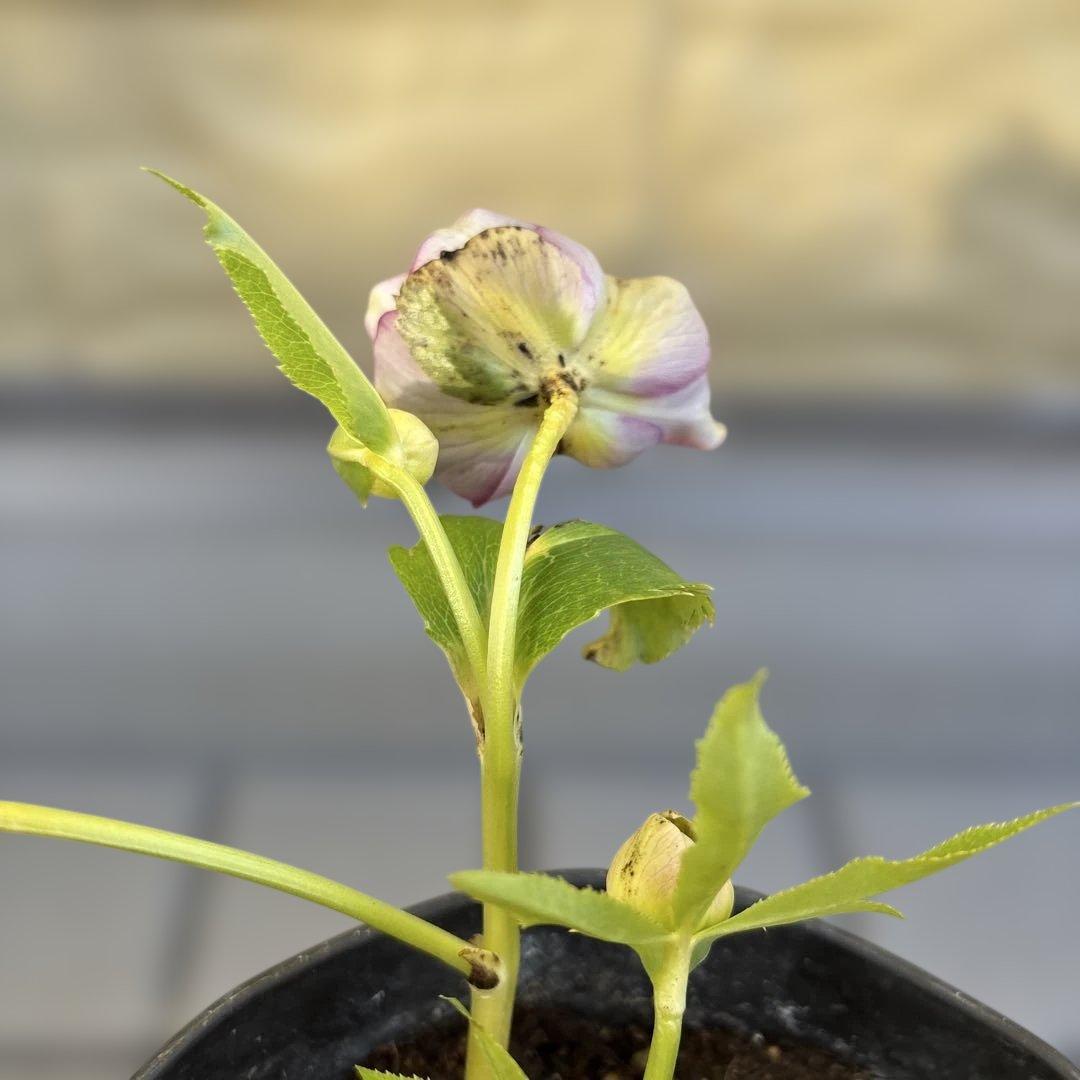 広瀬園芸　ピンクボカシオーレアバイカラー　クリスマスローズ　開花株　匿名発送