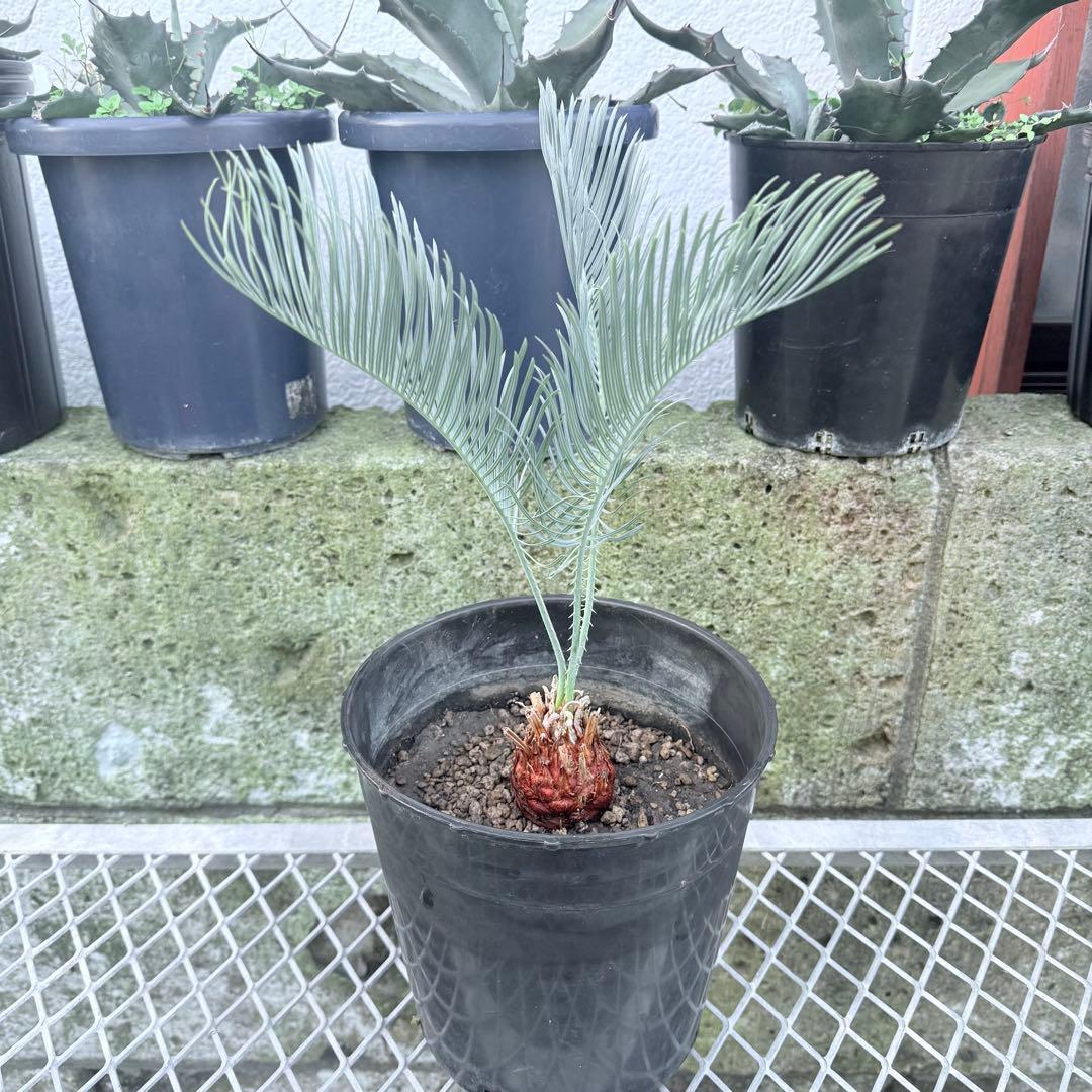 綺麗な赤肌 サイカス カイルンシアナサイズM+ 希少 観葉植物