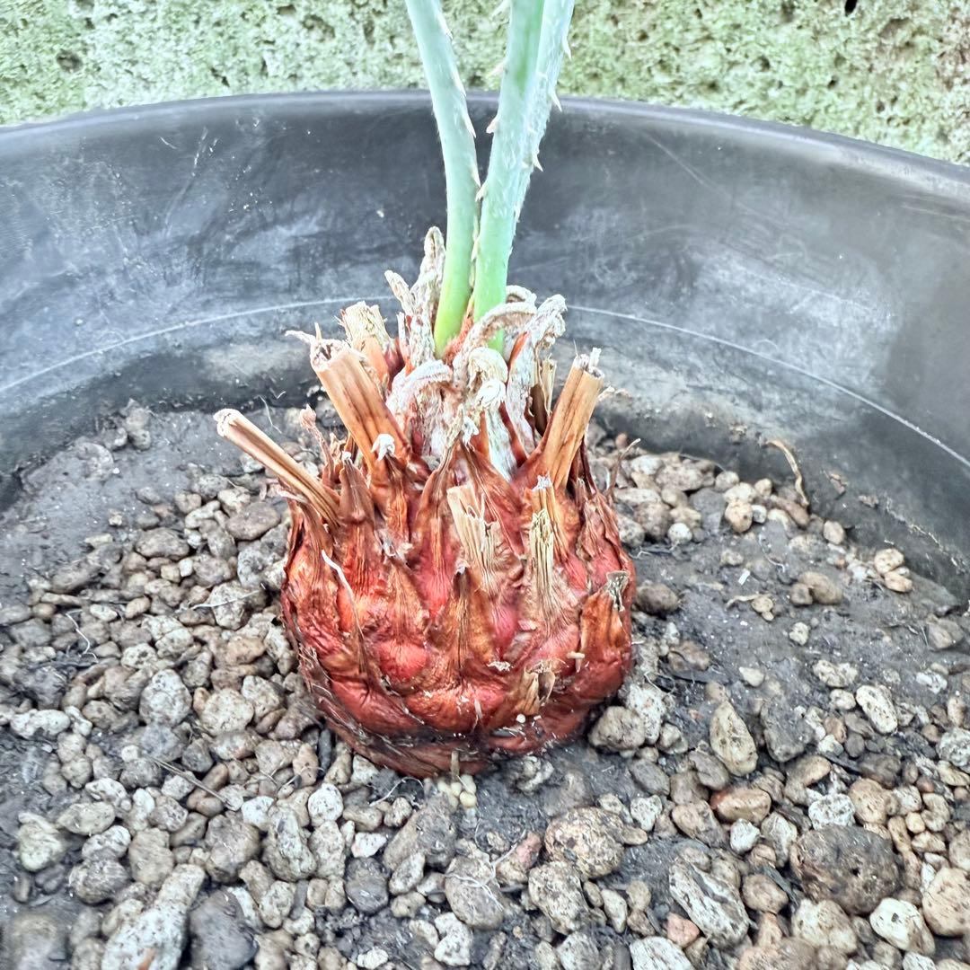 綺麗な赤肌 サイカス カイルンシアナサイズM+ 希少 観葉植物