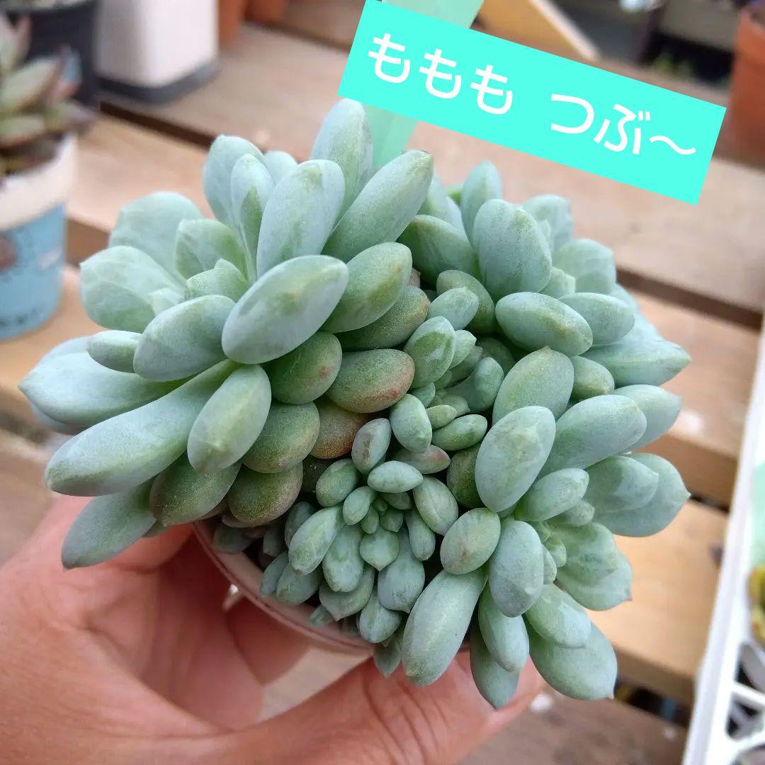 つぶつぶ屋✡️もりもり ももも✡️ 大群生 カトー交配 多肉 抜苗 つぶー 寄植