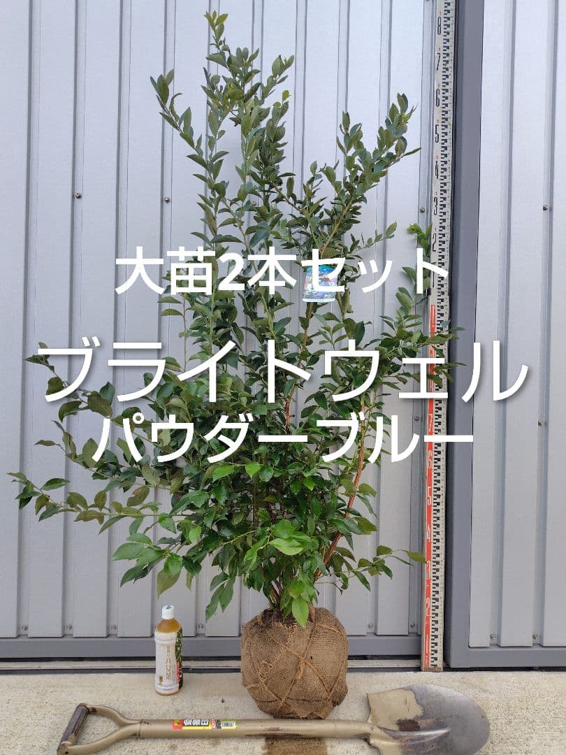 ブルーベリー苗ブライトウェル＆パウダーブルー大苗2本セット