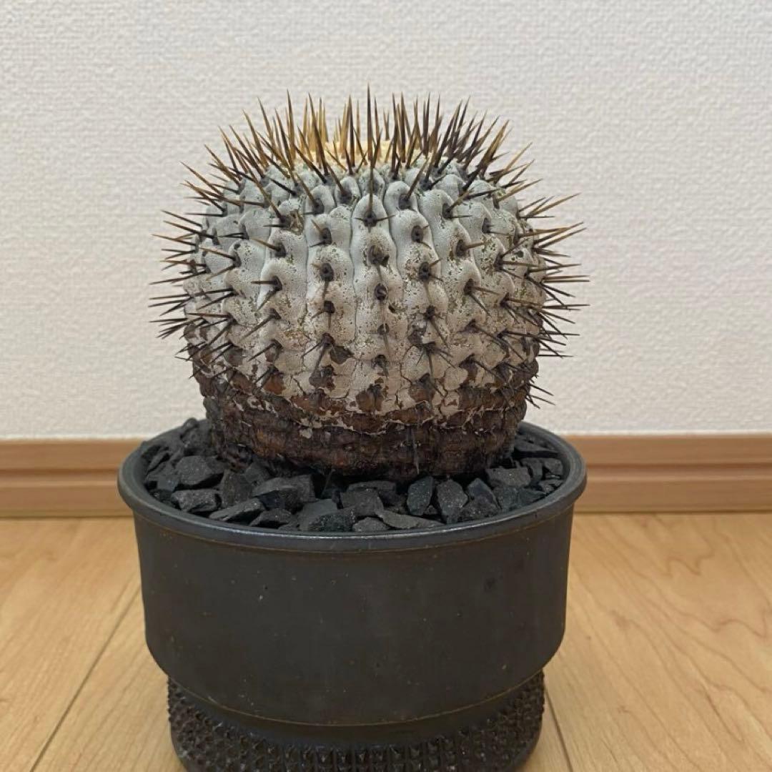 孤竜丸　現地球　激ヤバ　超真っ白肌　コレクション株　コルムナアルバ