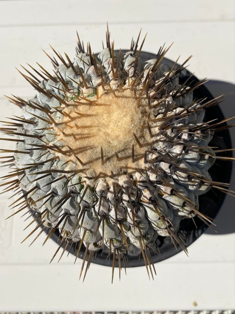 孤竜丸　現地球　激ヤバ　超真っ白肌　コレクション株　コルムナアルバ